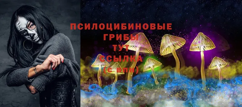 ОМГ ОМГ tor  Аргун  Псилоцибиновые грибы Psilocybine cubensis 